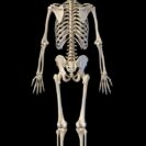 3 human skeleton full figure standing pixelchaos