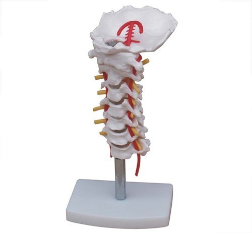 cervical vertebral column with neck artery 500x500