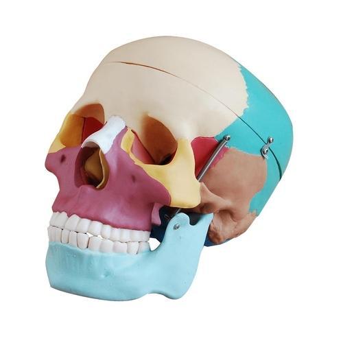 colored skull model 500x500