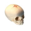 foetal child skull infant skull model 500x500