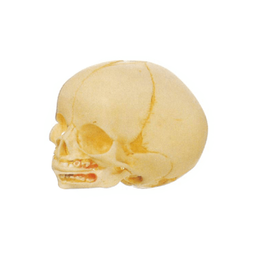 infant skull models 500x500