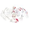 squelette demonte avec representation des muscles a05 2 1